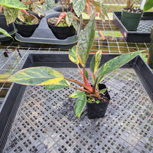 Load image into Gallery viewer, Philodendron Red Congo, Exact Plant Variegated Ships Nationwide
