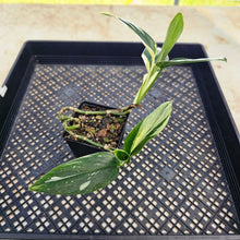 Load image into Gallery viewer, Monstera Standleyana Albo, Exact Plant Variegated Ships Nationwide
