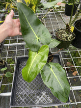 Load image into Gallery viewer, Philodendron Cordatum Kunth exact plant, Fedex 2day*
