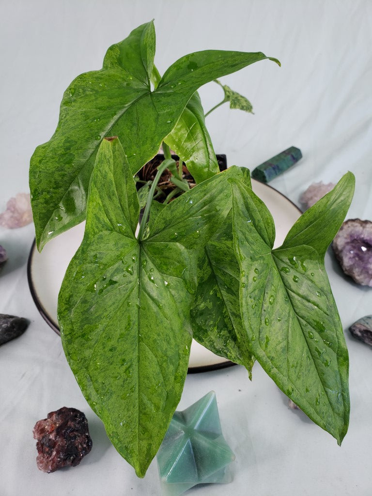 Mojito, exact plant, variegated Syngonium Podophyllum, ships nationwide
