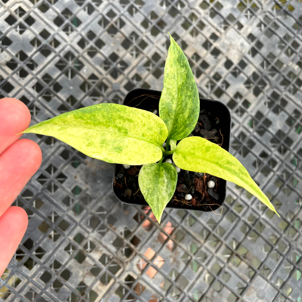 Anthurium Vittarifolium , Exact Plant Variegated Ships Nationwide