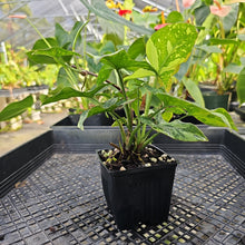 Load image into Gallery viewer, Syngonium Red Spot Tricolor, Exact Plant Variegated Ships Nationwide
