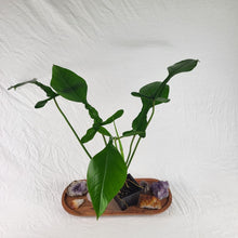 Load image into Gallery viewer, Philodendron Joepii 4" pot, Fedex 2day*
