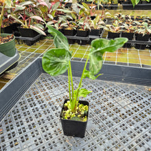 Load image into Gallery viewer, Alocasia Teletubbies 2.5" pot, Fedex 2day*

