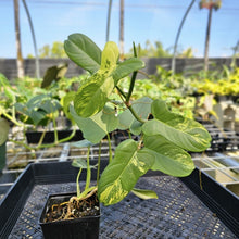 Load image into Gallery viewer, Philodendron Bipennifolium, Exact Plant Variegated Ships Nationwide
