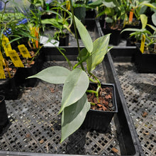 Load image into Gallery viewer, Philodendron Hastatum Silver Sword, Exact Plant Variegated Ships Nationwide
