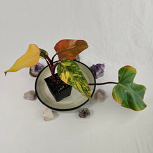 Load image into Gallery viewer, Philodendron Strawberry Shake, Exact Plant Variegated

