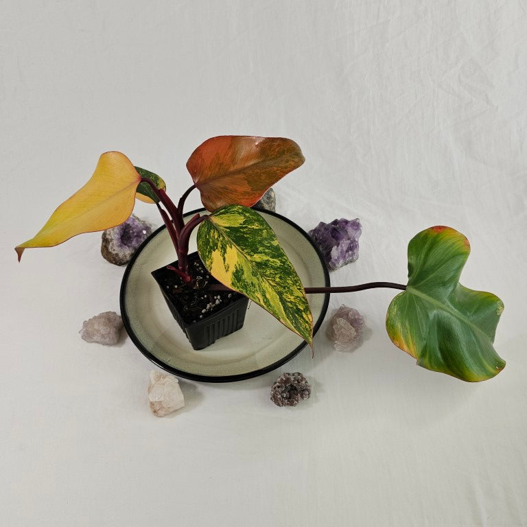 Philodendron Strawberry Shake, Exact Plant Variegated