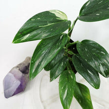 Load image into Gallery viewer, Variegated Monstera Standleyana Albo Shipped Nationwide
