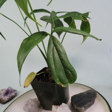 Load image into Gallery viewer, Anthurium Clavigerum 4&quot; pot, ships nationwide
