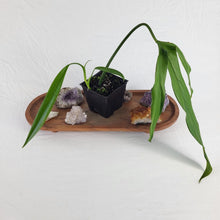 Load image into Gallery viewer, Philodendron Holtonianum, Exact Plant Ships Nationwide
