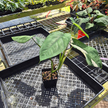 Load image into Gallery viewer, Syngonium Chiapense, Exact Plant Variegated Ships Nationwide
