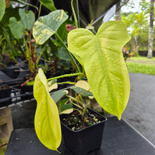 Load image into Gallery viewer, Philodendron Bipennifolium, Exact Plant Variegated Ships Nationwide
