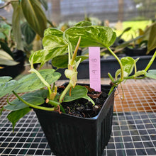 Load image into Gallery viewer, Philodendron Hederaceum Heart leaf, Exact Plant 2 plant pot Ships Nationwide

