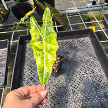Load image into Gallery viewer, Alocasia Sanderiana Bull Aurea Variegated exact plant, Fedex 2day*
