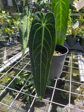 Load image into Gallery viewer, Anthurium Warocqueanum, Queen exact plant, Fedex 2day*
