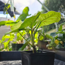 Load image into Gallery viewer, Syngonium Milk Confetti , Exact Plant Variegated
