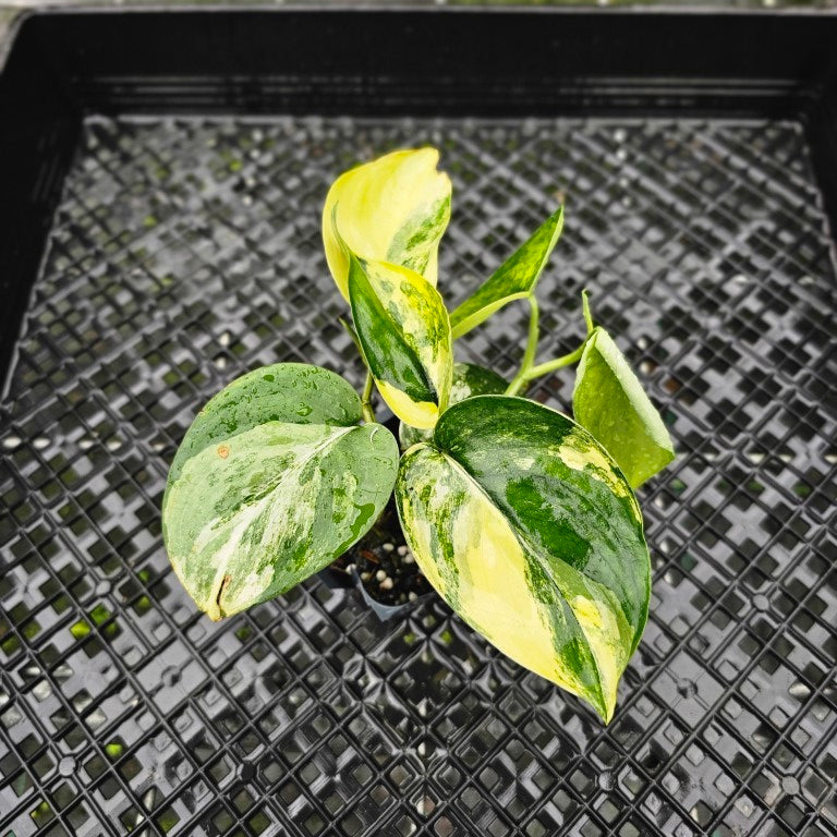 Scindapsus Jade Satin Aurea, Exact Plant Variegated