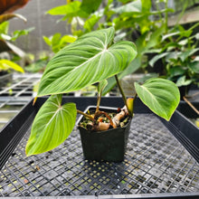 Load image into Gallery viewer, Philodendron Gloriosum, Pink Veined Back, Exact Plant 3 growth points
