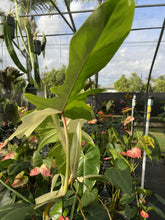 Load image into Gallery viewer, Philodendron Golden Dragon Variegated exact plant, Fedex 2day*
