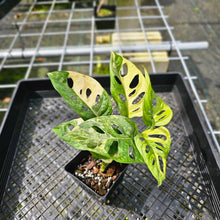 Load image into Gallery viewer, Monstera Adansonii Aurea, Exact Plant Variegated
