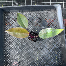 Load image into Gallery viewer, Philodendron Royal Queen 2.5" pot, Fedex 2day*
