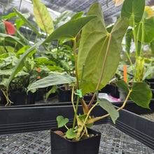 Load image into Gallery viewer, Anthurium Papillilaminum Fort Sherman X ( FS X Ralph Lynam)Ships Nationwide
