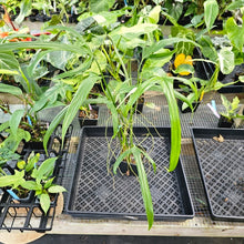 Load image into Gallery viewer, Philodendron Holtonianum, Exact Plant Ships Nationwide
