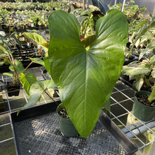 Load image into Gallery viewer, Anthurium Watermaliense exact plant, Fedex 2day
