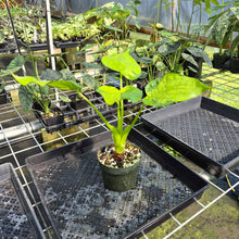 Load image into Gallery viewer, Alocasia Cucullata Banana Split Variegated exact plant, Fedex 2day*
