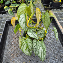 Load image into Gallery viewer, Philodendron Brandtianum, Exact Plant Ships Nationwide
