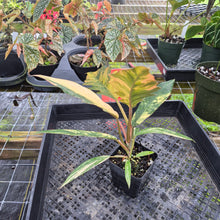 Load image into Gallery viewer, Philodendron Caramel Marble, Exact Plant Variegated Ships Nationwide

