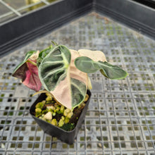 Load image into Gallery viewer, Alocasia Heart Balloon pink variegated exact plant, Fedex 2day*
