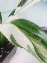 Load image into Gallery viewer, Jessica &#39;peace Lily&#39;, Exact Plant, variegated Spathiphyllum
