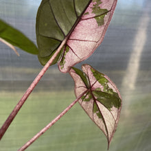 Load image into Gallery viewer, Alocasia Yucatan Princess Pink variegated exact plant, Fedex 2day*
