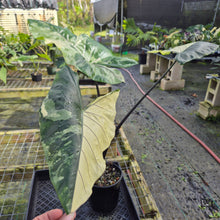 Load image into Gallery viewer, Alocasia Macrorhizza Black Stem, Exact Plant Variegated
