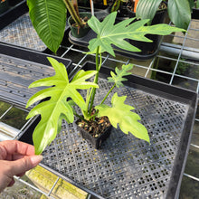Load image into Gallery viewer, Philodendron Radiatum Aurea Variegated exact plant, Fedex 2day*
