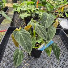 Load image into Gallery viewer, Philodendron Splendid, Exact Plant Ships Nationwide
