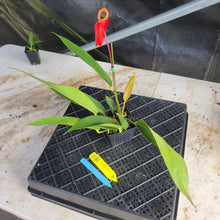 Load image into Gallery viewer, Anthurium Scherzerianum "Pig Tail", Exact Plant Ships Nationwide

