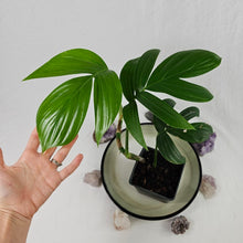 Load image into Gallery viewer, Rhaphidophora Decursiva, Exact Plant Dragon Tail Ships Nationwide
