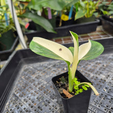 Load image into Gallery viewer, Monstera Standleyana Aurea, Exact Plant Variegated Ships Nationwide
