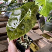 Load image into Gallery viewer, Alocasia Sedenii Aurea Variegated exact plant, Fedex 2day*
