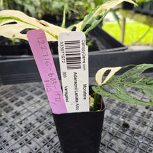 Load image into Gallery viewer, Monstera Adansonii Laniata Albo, Exact Plant Variegated Ships Nationwide
