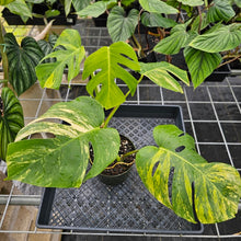 Load image into Gallery viewer, Monstera Borsigiana Aurea, Exact Plant Variegated Ships Nationwide
