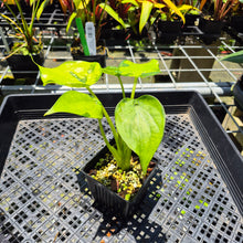 Load image into Gallery viewer, Alocasia Cucullata Banana Split Variegated exact plant, Fedex 2day*
