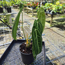 Load image into Gallery viewer, Anthurium Warocqueanum, Queen, Exact Plant
