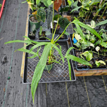 Load image into Gallery viewer, Philodendron Holtonianum, Exact Plant Ships Nationwide
