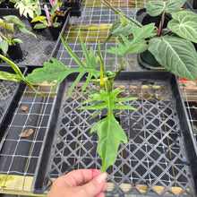 Load image into Gallery viewer, Philodendron Florida Beauty X Tortum, Exact Plant green Form Ships Nationwide
