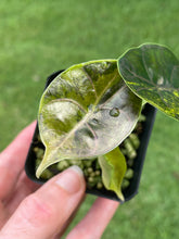 Load image into Gallery viewer, Alocasia Azlanii Aurea variegated 2.5" pot, Fedex 2day*
