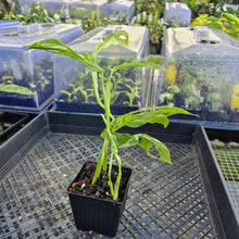 Load image into Gallery viewer, Monstera Adansonii Mint "Indonesia", Exact Plant Variegated Ships Nationwide
